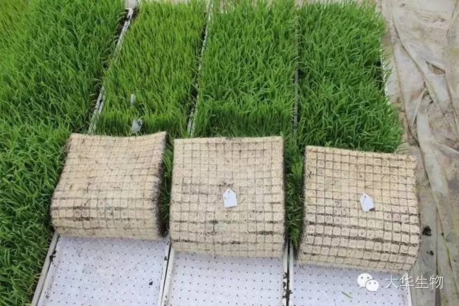 育苗基質(zhì)示范